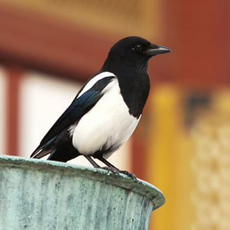 Magpie