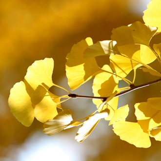 Ginkgo tree