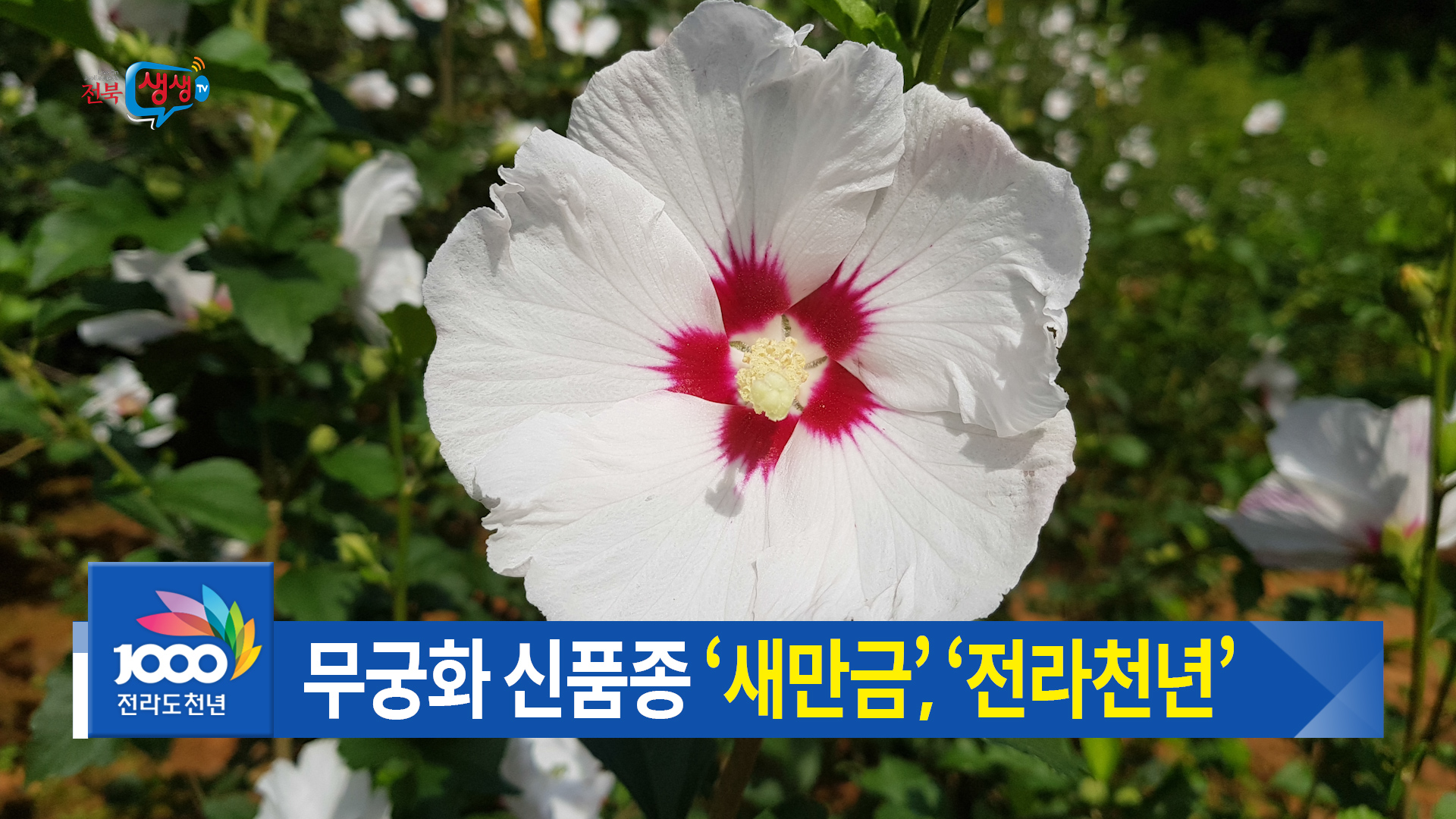 무궁화 신품종 상품화사업 앞장서