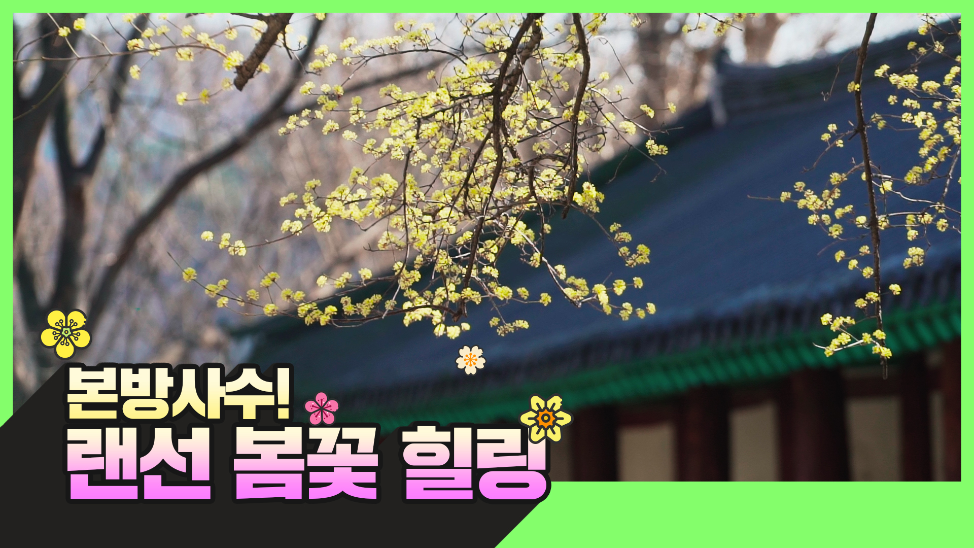 이불 속 1열 랜선 봄꽃여행