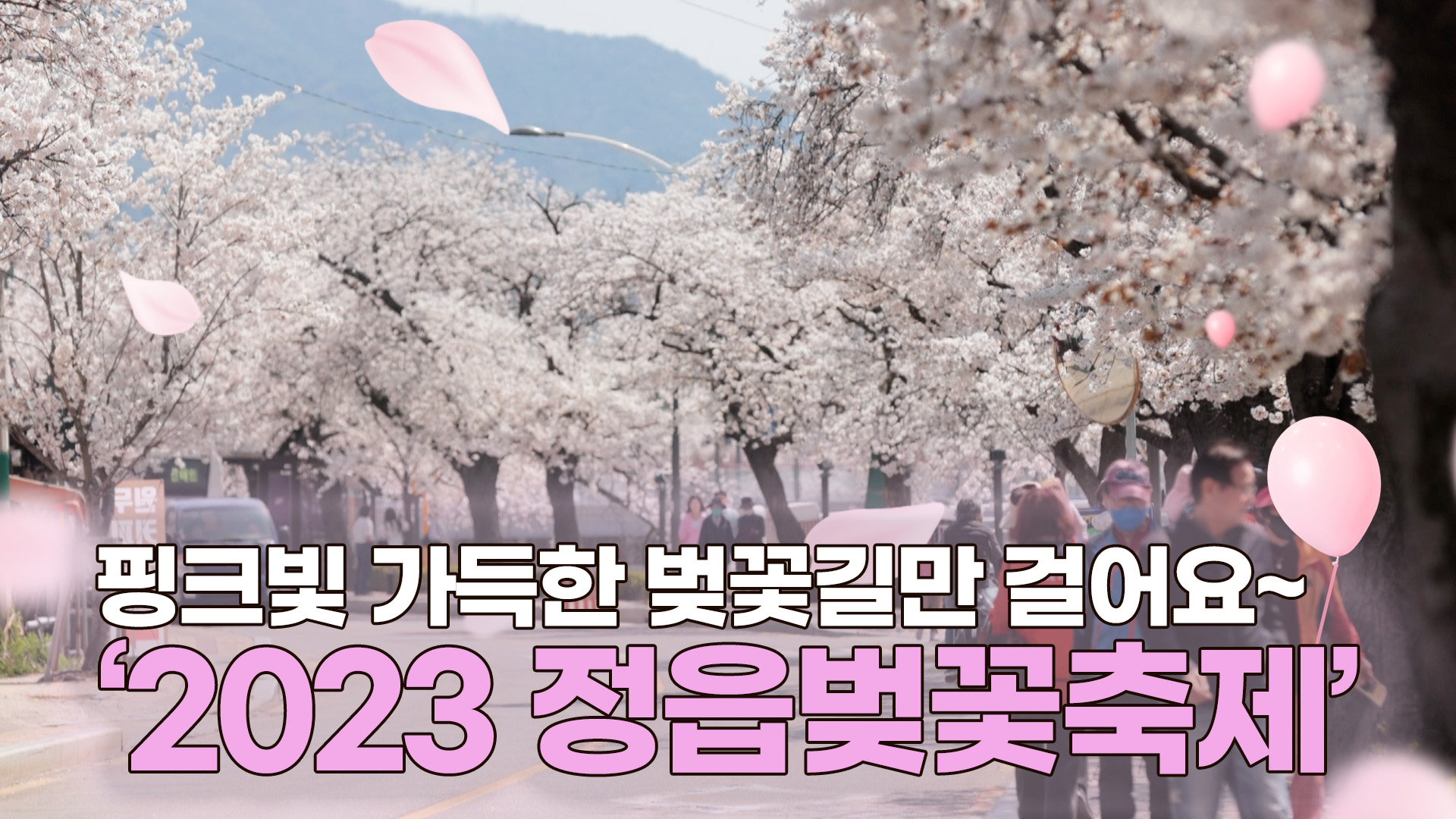핑크빛 가득한 벚꽃길만 걸어요 2023 정읍벚꽃축제