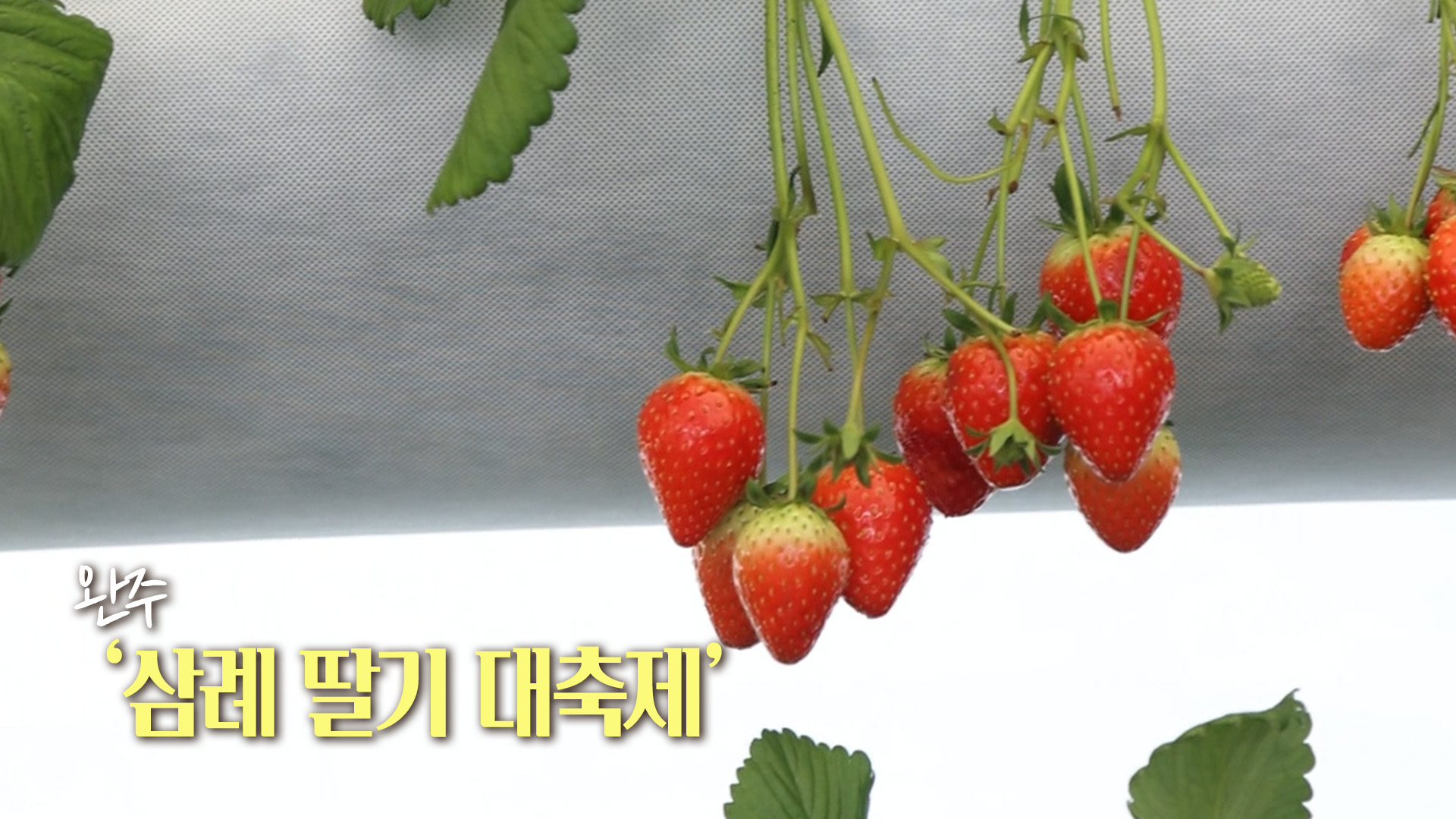 완주 ‘삼례 딸기 대축제’