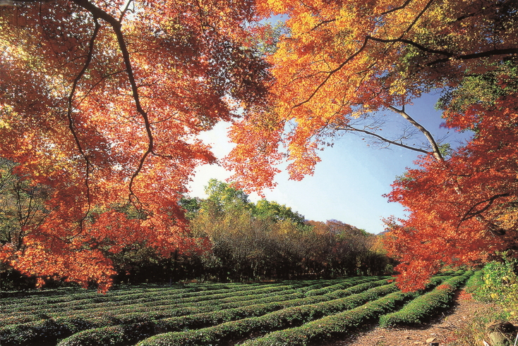 고창 선운산(가을2)