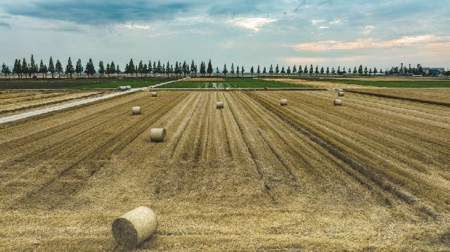 (입선) 유럽 시골같은 김제메타쉐콰이어길