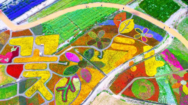 (입선)꽃창이 된 고창