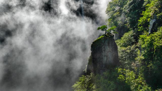 (장려)적상산 천년송