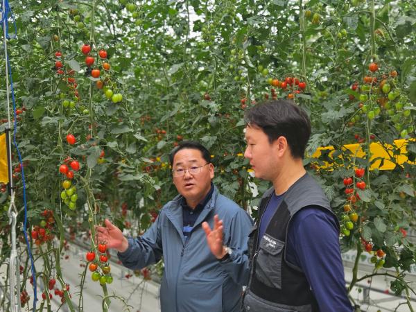 새만금 농생명용지 스마트팜 준공, “토마토가 주렁주렁”