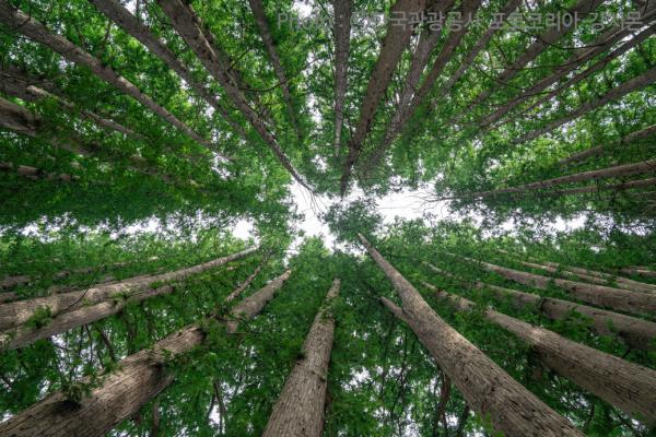Jeonbuk state is promoting eco-friendly public construction using timber to address the climate crisis and achieve carbon neutrality. By using forest resources as building materials, the initiative enhances carbon storage and reduces emissions from the early stages of construction.